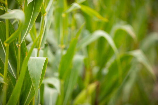 Panocha de ma&iacute;z (Zea mays) en un campo