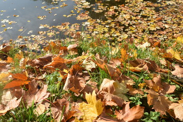 fallen autumn leaves