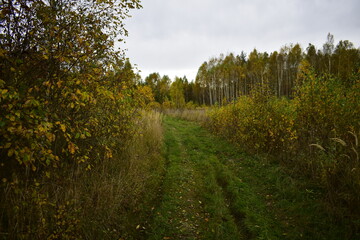 trees and grass in autumn