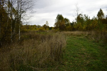Fototapeta na wymiar trees and grass in autumn