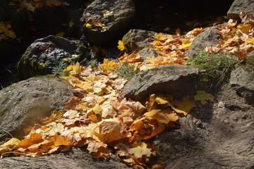 autumn leaves on a rock