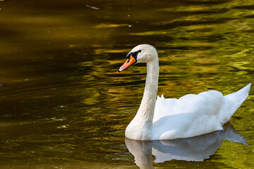 A mute swan swimming in a pond with a reflection of his body shown in the water