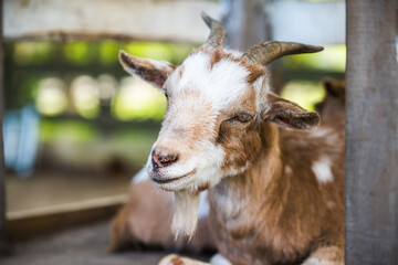 Mother Goat resting outside on a farm.