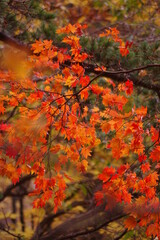 紅葉