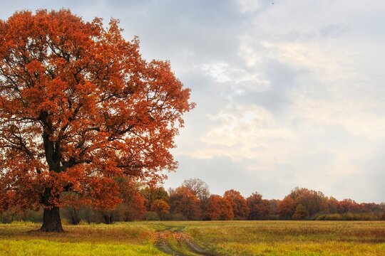 Autumn landscape with floodplain meadow and old oak