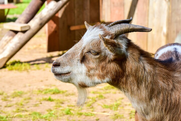 Mother Goat portrait outside on a farm.
