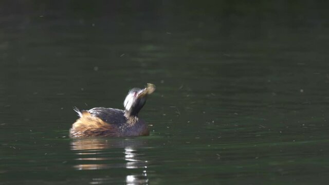 White-tufted grebe swims and eats small chanchito fish, close view