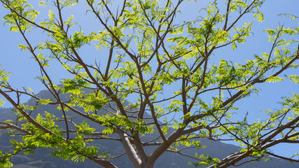 Paisaje de montaña con árbol en primera vista