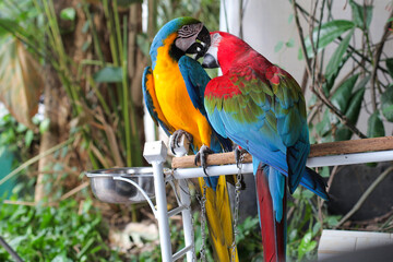 Beautiful scene of macaw couple, cuddle moment.