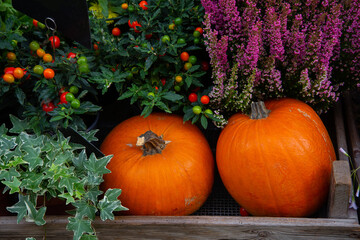 Pumpkin garden, Pumpkin with beautiful flowers, Happy Halloween Decoration, Pumpkins with red and green chilies