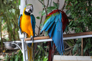 Fototapeta premium Beautiful scene of macaw couple