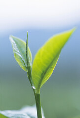 お茶の新芽