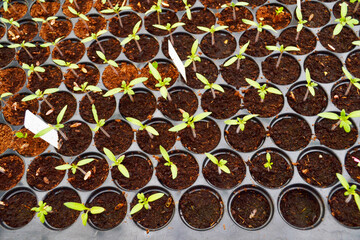 Plant propagation.