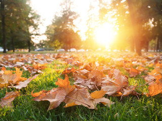 Maple leaves on green grass at autumn park. Fall nature