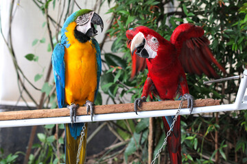 Beautiful scene of macaw couple, looked at each other.