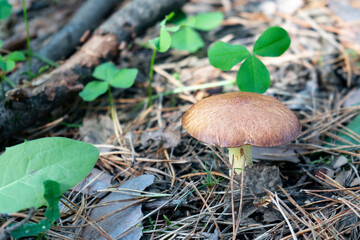 Mushroom on a yellow stem with a brown cap in the autumn forest.