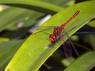 Red Dragonfly on a perch in the garden