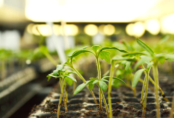 Plant propagation.
