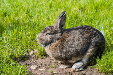 Gray bunny rabbit hare sitting on green grass.