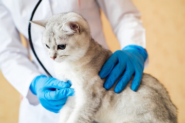 examination of a cat by a veterinarian in a vet clinic. Scottish chinchilla straight,