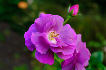 Close-up of a pink wild rose flower.