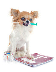 chihuahua and syringe