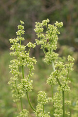 Blooming flowers of Rumex confertus, Russian dock