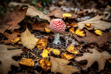 Amanita with a bright red hat in the autumn forest. - 383824837