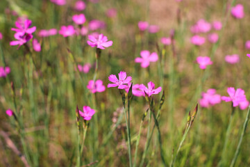 Dianthus borbasii vandas, dianthus deltoides blooming in the meadow.