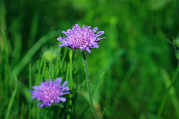 Flower of Field Scabious, Knautia Arvensis, with bokeh background