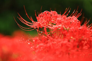 彼岸花の花