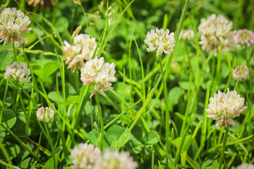 Trifolium pratense, the white clover in the meadow.