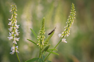 Melilotus albus, honey clover, white melilot, Bokhara clover, white sweet clover