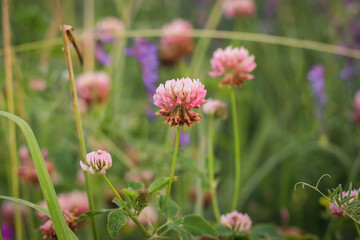 Trifolium pratense, the pink clover in the meadow