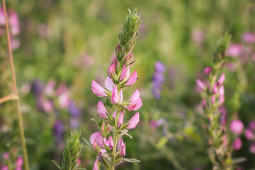 Ononis arvensis Flower on a green Background Close up