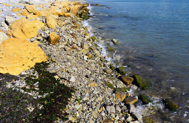 seaweed on the beach