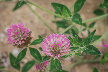 Trifolium pratense, the pink clover in the meadow