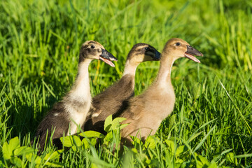 Obraz premium Three little domestic gray duckling sitting in green grass