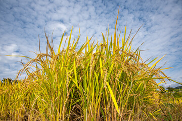 Yellow rice ears ripening golden in autumn rice paddies.