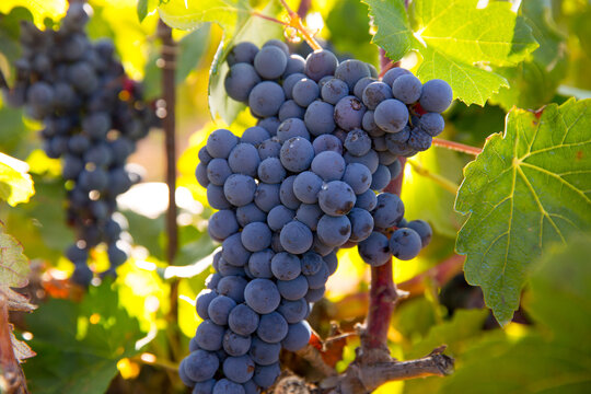 Bobal Wine grapes in vineyard raw ready for harvest