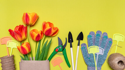 Fresh tulips flowers, seedling pots, ball of twine, garden tools and gloves on light pastel background. Creative composition. Gardening, spring work concept. Flat lay, top view, copy space