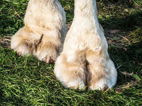 Feet of camel