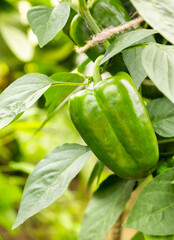 Green bell pepper with leawes growing on plant