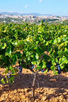 Requena in Valencia province a wine region of Spain