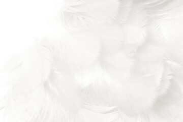 White feather texture background,free space for add text or baby products and other

