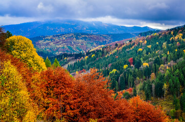 Landscape view of colorful autumn foliage forrest at cloudy day