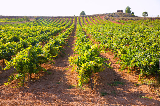 Mediterranean vineyards in Utiel Requena at Spain