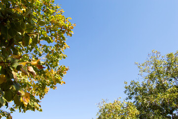 yellow tree