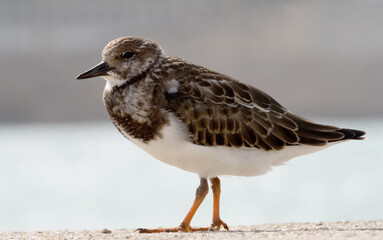 Ruddy turnstone dozing in the sun.