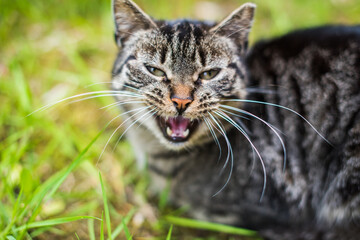 Naklejka na ściany i meble Gray tabby cat is crying on green grass outside.